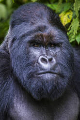 Silberrücken-Berggorilla (Gorilla beringei beringei) im Virunga-Nationalpark, UNESCO-Welterbestätte, Demokratische Republik Kongo, Afrika - RHPLF07831