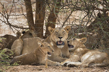 Löwe (Panthera leo), Uganda, Afrika - RHPLF07849