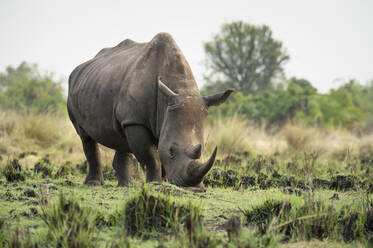 Breitmaulnashorn (Ceratotherium simum), Uganda, Afrika - RHPLF07852