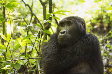 Berggorilla (Beringei beringei), Bwindi Impenetrable Forest, UNESCO-Weltnaturerbe, Uganda, Afrika - RHPLF07857