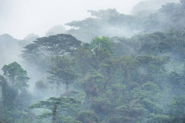Bwindi Impenetrable Forest, UNESCO World Heritage Site, Uganda, Africa - RHPLF07862