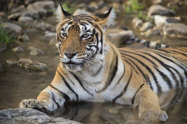 Bengalischer Tiger (Panthera tigris tigris), Ranthambhore, Rajasthan, Indien, Asien - RHPLF07865