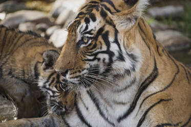 Bengalischer Tiger (Panthera tigris tigris), Ranthambhore, Rajasthan, Indien, Asien - RHPLF07866