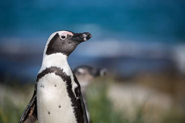 Afrikanischer Pinguin (Eselspinguin) (Spheniscus demersus), Boulders Beach, Boulders Penguin Colony, Simon's Town, Kaphalbinsel, Südafrika, Afrika - RHPLF07877