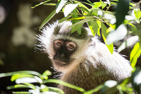 Grüne Meerkatze im Monkeyland Primate Sanctuary in Plettenberg Bay, Südafrika, Afrika - RHPLF07883