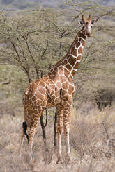 Netzgiraffe (Giraffa camelopardalis reticulata), Kalama Conservancy, Samburu, Kenia, Ostafrika, Afrika - RHPLF07893