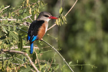 Ein Graukopf-Eisvogel (Halcyon leucocephala) sitzt auf einem Ast, Samburu, Nationalreservat, Kenia, Ostafrika, Afrika - RHPLF07895