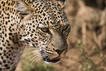 Porträt eines Leoparden (Panthera pardus), Samburu National Reserve, Kenia, Ostafrika, Afrika - RHPLF07896