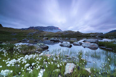 Laghetto Alto Scorluzzo framed by cotton grass at sunrise, Bormio, Braulio Valley, Valtellina, Lombardy, Italy, Europe - RHPLF07981