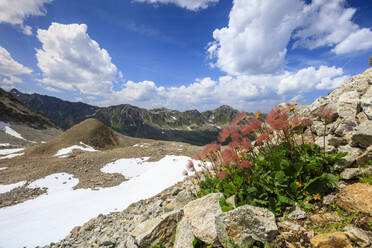 Bunte Blumen in voller Blüte, umrahmt von felsigen Gipfeln, Joriseen, Jorifless Pass, Kanton Graubünden, Engadin, Schweiz, Europa - RHPLF07986