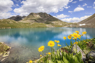Turquoise lake framed by yellow flowers and rocky peaks, Joriseen, Jorifless Pass, canton of Graubunden, Engadine, Switzerland, Europe - RHPLF07988