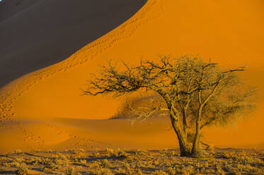 Akazienbaum unterhalb der riesigen Sanddüne 45, Sossusvlei, Namib-Naukluft-Nationalpark, Namibia, Afrika - RHPLF08004