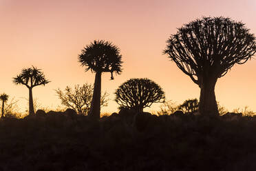 Köcherbaumwald (Aloe dichotoma) bei Sonnenuntergang, Gariganus Farm, Keetmanshoop, Namibia, Afrika - RHPLF08008