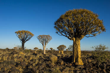 Köcherbaumwald (Aloe dichotoma) bei Sonnenuntergang, Gariganus Farm, Keetmanshoop, Namibia, Afrika - RHPLF08009