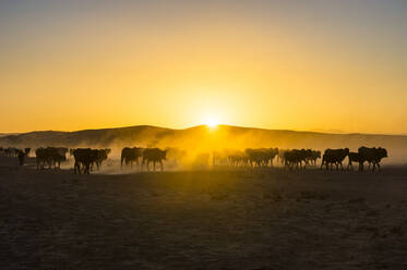 Backlight of cattle on way home at sunset, Twyfelfontein, Damaraland, Namibia, Africa - RHPLF08011