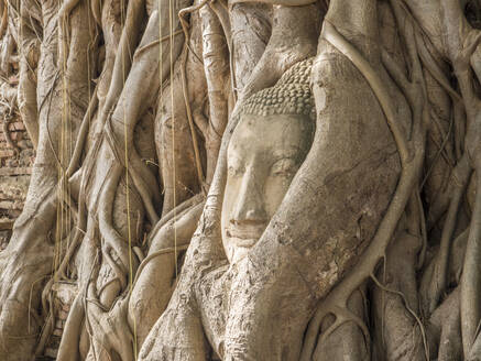 Buddha-Kopf in einem Baum, Ayutthaya, UNESCO-Weltkulturerbe, Thailand, Südostasien, Asien - RHPLF08020