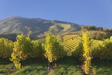 Weinberge im Herbst, bei Durbach, Schwarzwald, Baden Württemberg, Deutschland, Europa - RHPLF08053