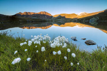 Cotton grass frames the rocky peaks reflected in Lake Umbrail at sunset, Stelvio Pass, Valtellina, Lombardy, Italy, Europe - RHPLF08057