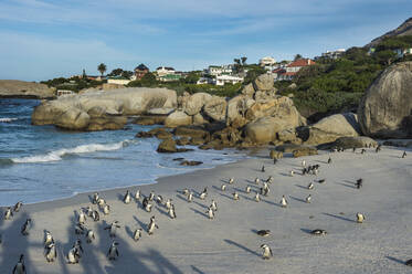 Mutter und Baby Afrikanischer Pinguin (Eselspinguin) (Spheniscus demersus) Kolonie, Boulders Beach, Kap der Guten Hoffnung, Südafrika, Afrika - RHPLF08087