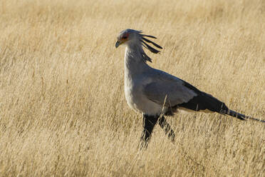 Sekretärvogel (Sagittarius serpentarius), Kalahari Transfrontier Park, Südafrika, Afrika - RHPLF08095