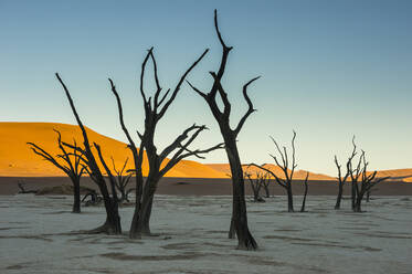 Deadvlei, an old dry lake in the Namib desert, Namibia, Africa - RHPLF08096