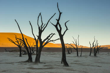 Deadvlei, ein alter Trockensee in der Namib-Wüste, Namibia, Afrika - RHPLF08096