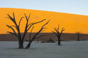 Deadvlei, an old dry lake in the Namib desert, Namibia, Africa - RHPLF08097
