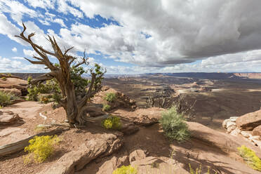 Wüstenlandschaft, Canyonlands National Park, Moab, Utah, Vereinigte Staaten von Amerika, Nordamerika - RHPLF08151