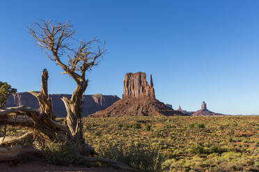 Felsformationen und Baum, Monument Valley, Navajo Tribal Park, Arizona, Vereinigte Staaten von Amerika, Nordamerika - RHPLF08156