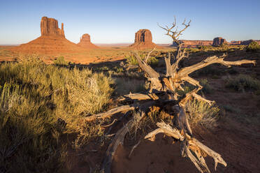 Trockener Baum und Monument Valley im Hintergrund, Navajo Tribal Park, Arizona, Vereinigte Staaten von Amerika, Nordamerika - RHPLF08157