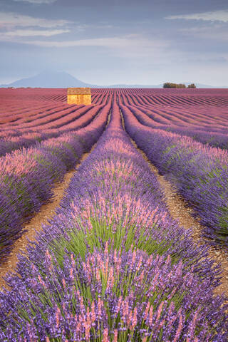 Haus in einem Lavendelfeld bei Sonnenuntergang, Plateau de Valensole, Alpes-de-Haute-Provence, Provence-Alpes-Cote d'Azur, Frankreich, Europa, lizenzfreies Stockfoto
