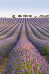 Lavender rows, Plateau de Valensole, Alpes-de-Haute-Provence, Provence-Alpes-Cote d'Azur, France, Europe - RHPLF08164