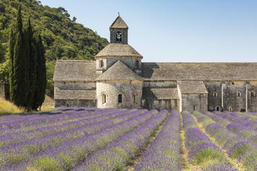 Lavendelpflanze vor der Abtei Senanque, Gordes, Vaucluse, Provence-Alpes-Cote d'Azur, Frankreich, Europa - RHPLF08165