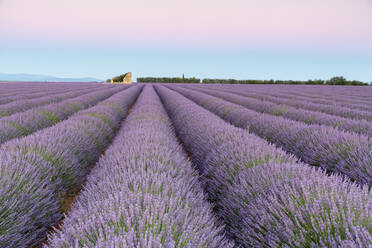 Ruinen in einem Lavendelfeld in der Morgendämmerung, Plateau de Valensole, Alpes-de-Haute-Provence, Provence-Alpes-Cote d'Azur, Frankreich, Europa - RHPLF08167