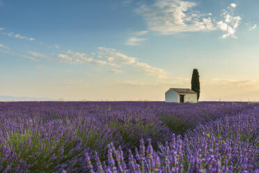 Ländliches Haus mit Baum in einer Lavendelkultur, Plateau de Valensole, Alpes-de-Haute-Provence, Provence-Alpes-Cote d'Azur, Frankreich, Europa - RHPLF08168