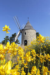 Windmühle Saint-Elzear mit gelben Blumen im Vordergrund, Montfuron, Alpes-de-Haute-Provence, Provence-Alpes-Cote d'Azur, Frankreich, Europa - RHPLF08170