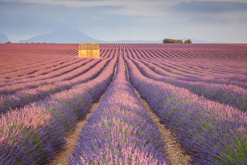 Haus in einem Lavendelfeld bei Sonnenuntergang, Plateau de Valensole, Alpes-de-Haute-Provence, Provence-Alpes-Cote d'Azur, Frankreich, Europa - RHPLF08171