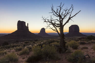 Bäume und Büsche vor Sonnenaufgang, Monument Valley, Navajo Tribal Park, Arizona, Vereinigte Staaten von Amerika, Nordamerika - RHPLF08172