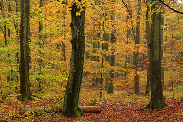 Autumnal forest, Kastel-Staadt, Rhineland-Palatinate (Rheinland-Pfalz), Germany, Europe - RHPLF08229