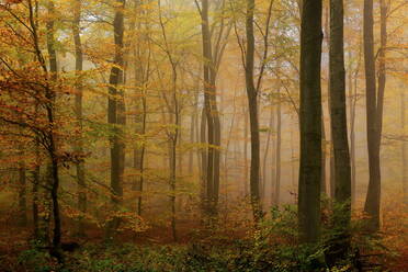 Autumnal forest, Kastel-Staadt, Rhineland-Palatinate (Rheinland-Pfalz), Germany, Europe - RHPLF08230