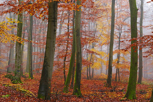 Herbstlicher Wald, Kastel-Staadt, Rheinland-Pfalz, Deutschland, Europa - RHPLF08231