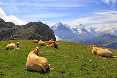 Kühe am Faulhorn, Grindelwald, Berner Oberland, Schweiz, Europa - RHPLF08235