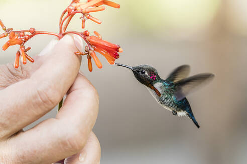 Ein wild lebender erwachsener männlicher Bienenkolibri (Mellisuga helenae), angezogen von einer in der Hand gehaltenen Blume in der Nähe von Playa Larga, Kuba, Westindien, Karibik, Mittelamerika - RHPLF08237