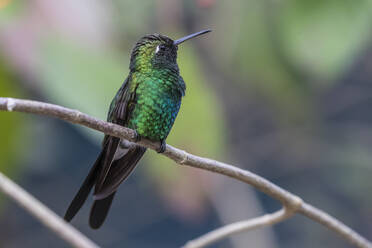 Ein ausgewachsener kubanischer Smaragdkolibri (Chlorostilbon ricordii), Zapata-Nationalpark, Kuba, Westindien, Karibik, Mittelamerika - RHPLF08240