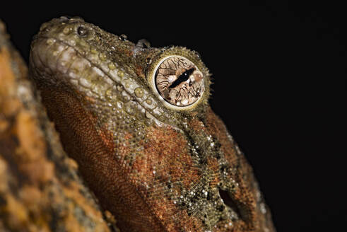 Mossy gecko (Rhacodactylus Chahoua), captive, United Kingdom, Europe - RHPLF08256