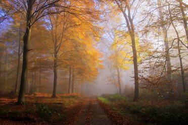 Autumnal forest near Kastel-Staadt, Rhineland-Palatinate, Germany, Europe - RHPLF08260