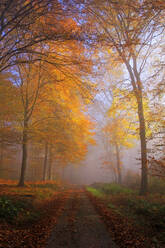 Herbstlicher Wald bei Kastel-Staadt, Rheinland-Pfalz, Deutschland, Europa - RHPLF08261