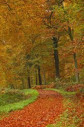 Herbstlicher Wald bei Kastel-Staadt, Rheinland-Pfalz, Deutschland, Europa - RHPLF08262