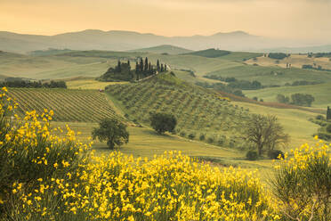 Gelbe Blumen umrahmen die sanften grünen Hügel des Val d'Orcia in der Morgendämmerung, UNESCO-Weltkulturerbe, Provinz Siena, Toskana, Italien, Europa - RHPLF08275