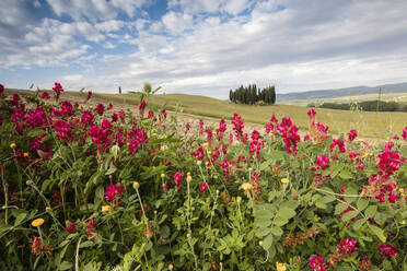 Rote Blumen umrahmen die sanften grünen Hügel des Val d'Orcia, UNESCO-Weltkulturerbe, Provinz Siena, Toskana, Italien, Europa - RHPLF08277